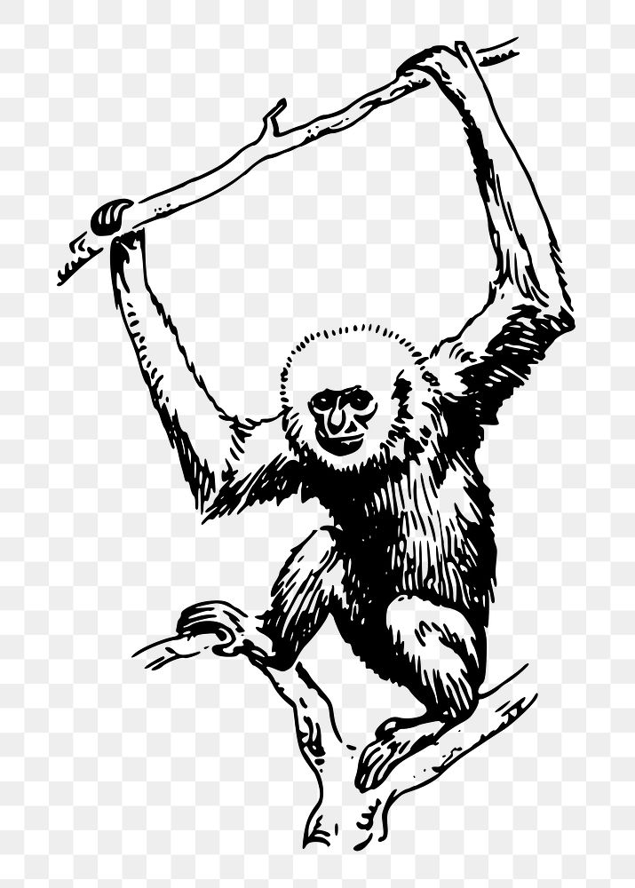 Gibbon png sticker illustration, transparent background. Free public domain CC0 image