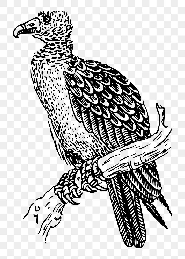 Vulture bird png sticker illustration, transparent background. Free public domain CC0 image.