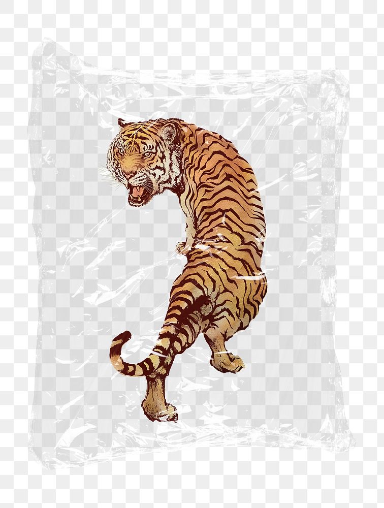 Roaring tiger png plastic bag sticker, wildlife concept art on transparent background