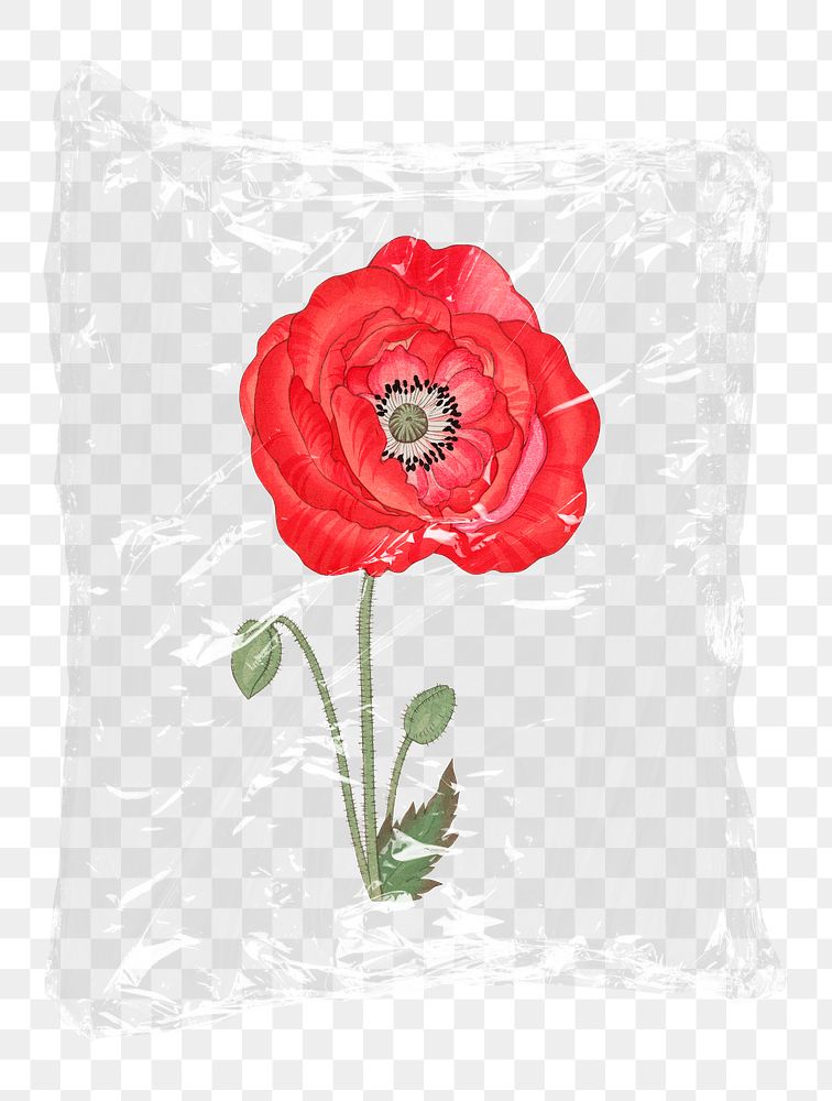 Red poppy png flower plastic bag sticker, Spring concept art on transparent background