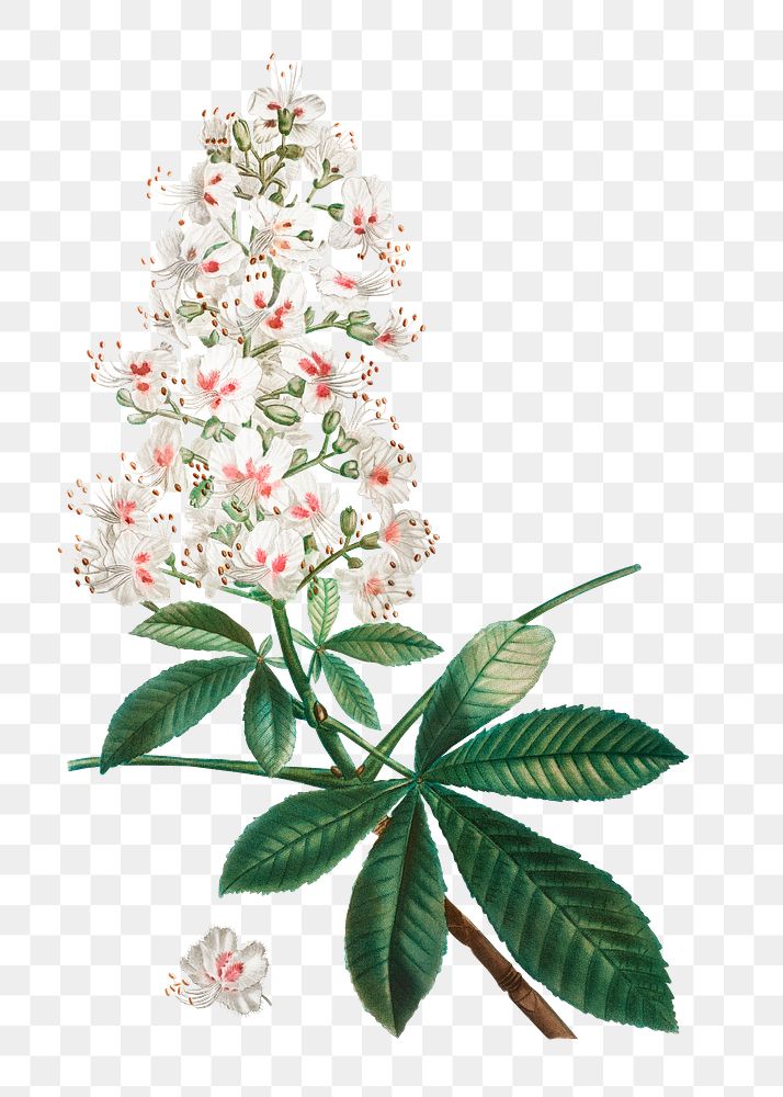 Flower png sticker, horse chestnut illustration, transparent background
