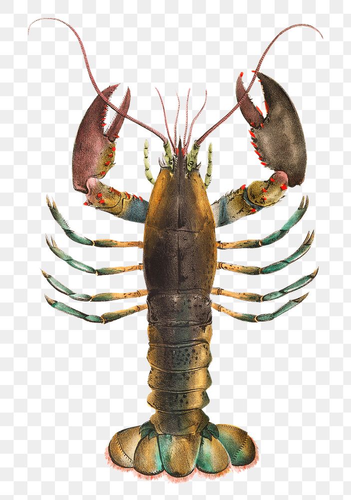 Lobster png animal sticker, transparent background