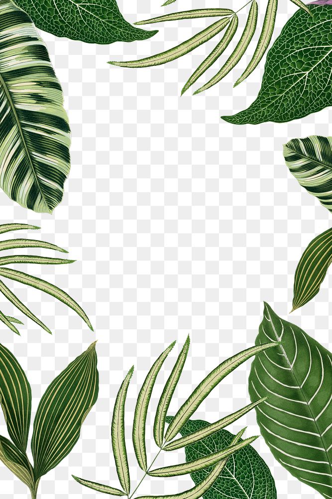 Leaf frame png, green botanical illustration, transparent background