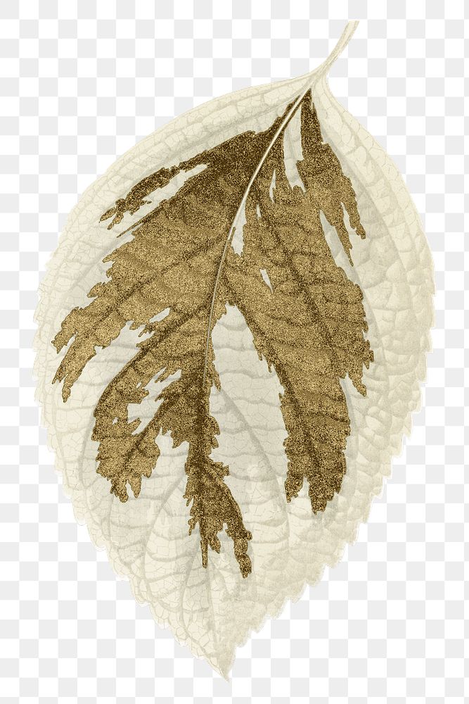 Gold leaf png sticker, aesthetic nature illustration on transparent background