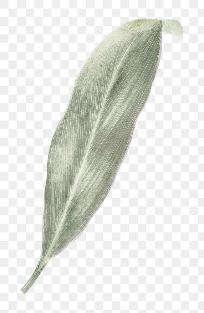 Silver leaf png sticker, aesthetic nature illustration on transparent background