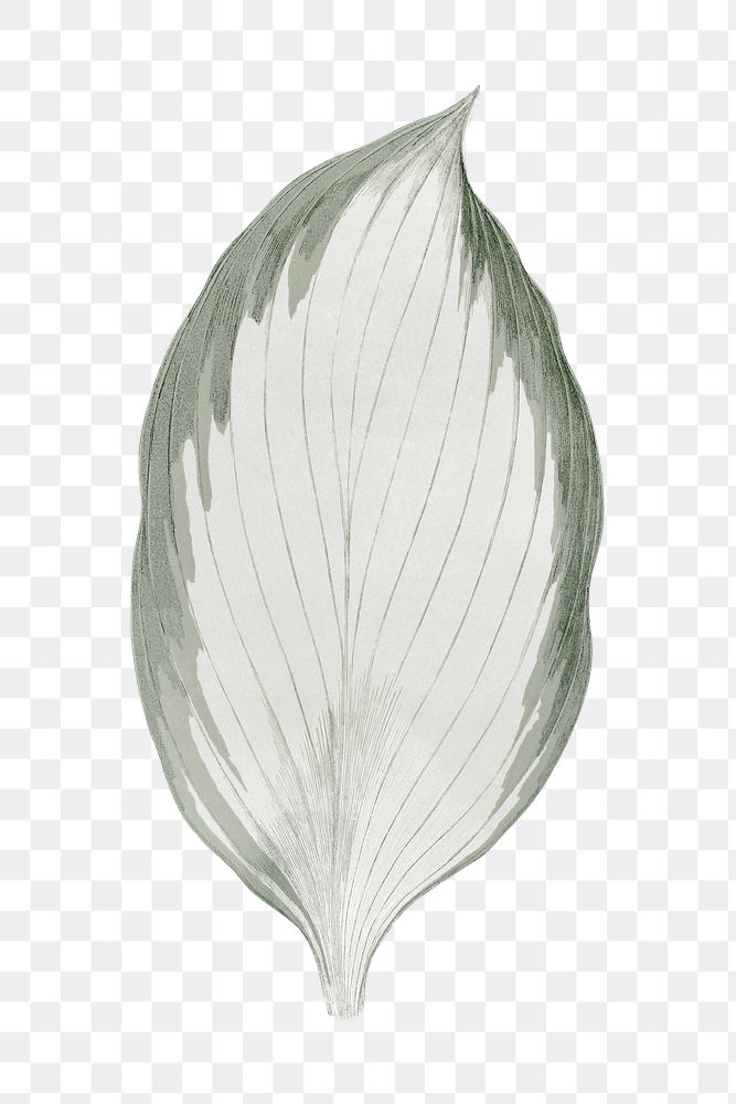 Silver leaf png sticker, aesthetic nature illustration on transparent background