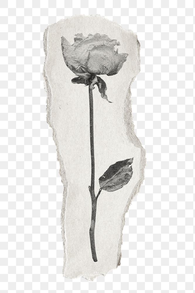 Rose png sticker, black and white, ripped paper transparent background
