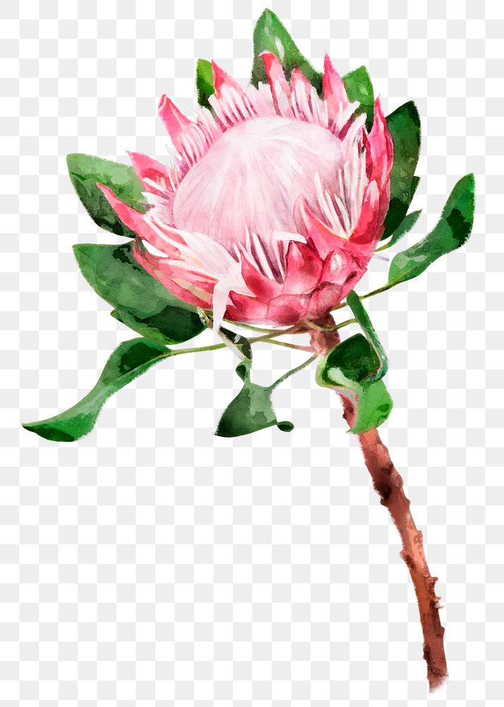King protea png, watercolor flower collage element, transparent background