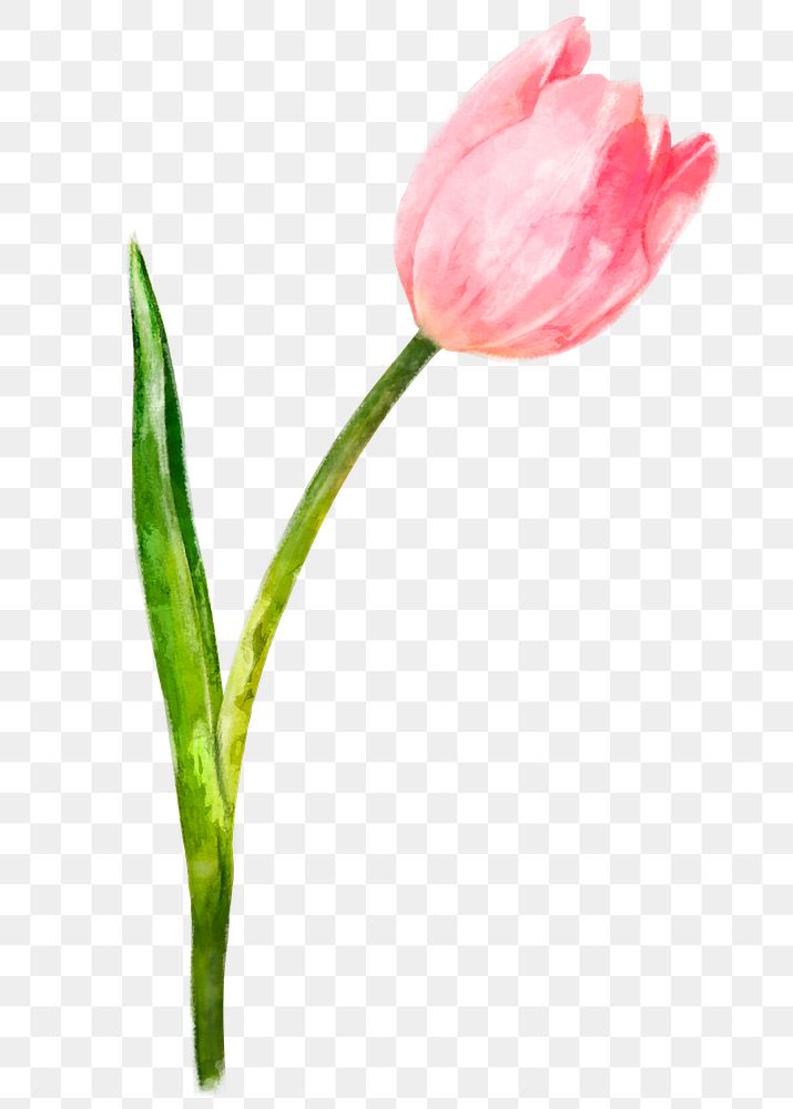 Pink tulip png, watercolor flower, transparent background