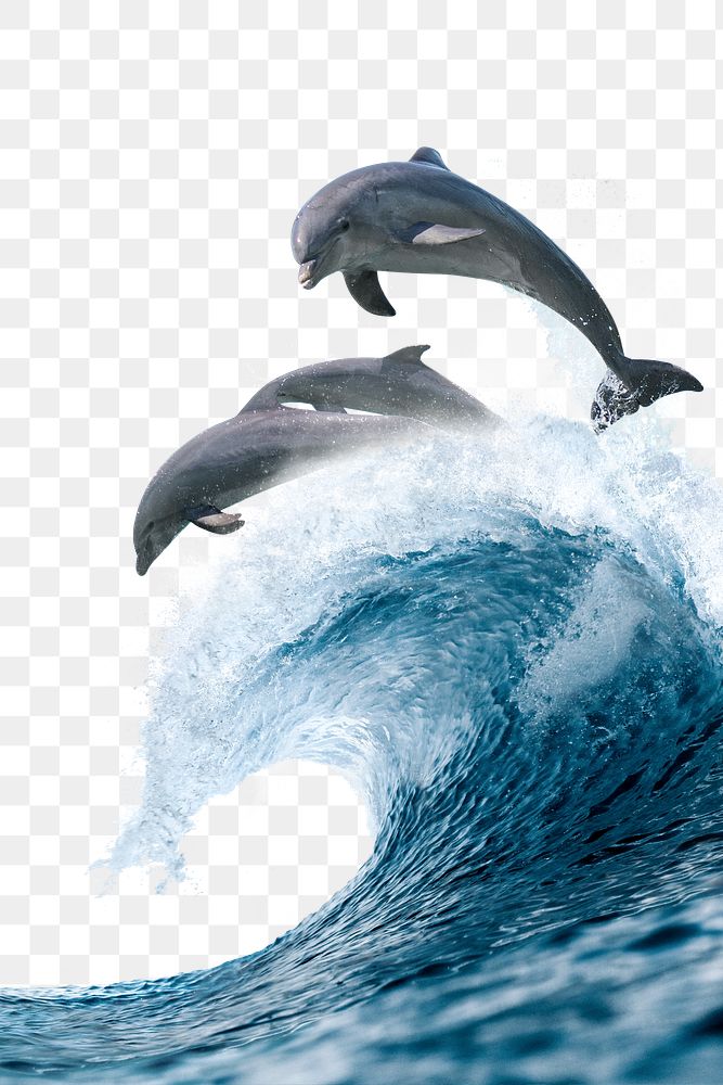 Jumping dolphins png, ocean wave border on transparent background