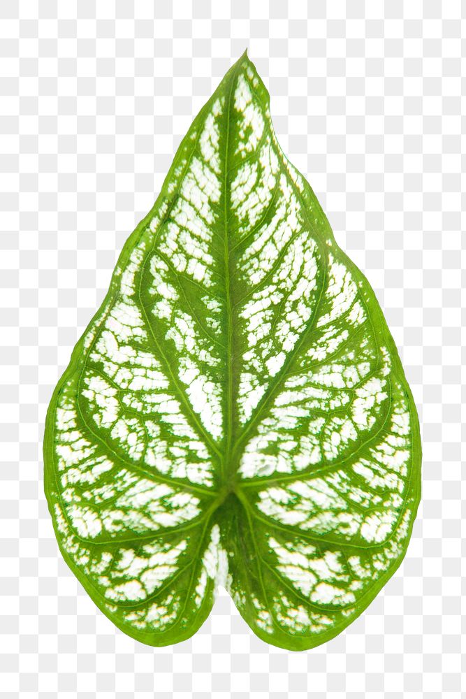 Caladium leaf png sticker, plant cut out, transparent background