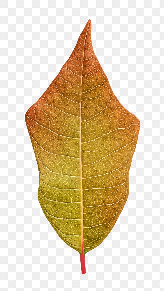 Autumn leaf png sticker, orange plant on transparent background