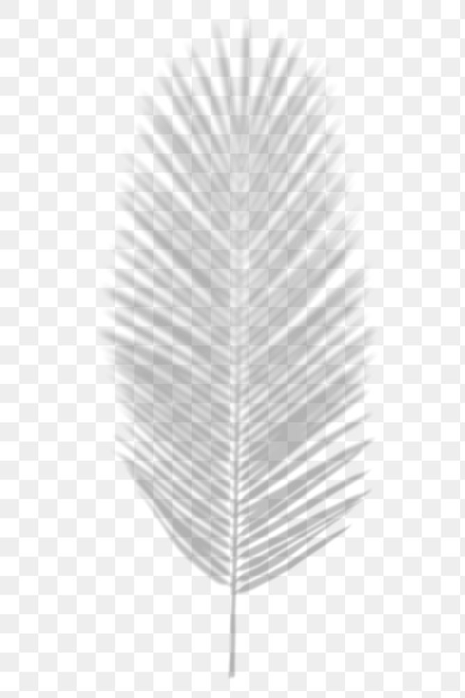 Palm leaf png shadow sticker, tropical image on transparent background