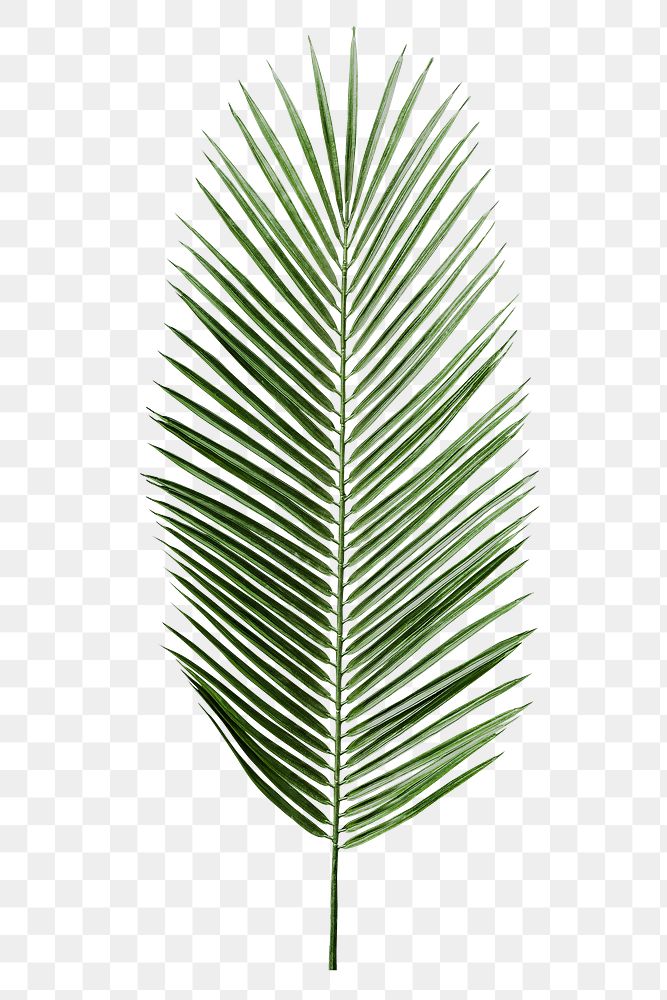 Palm leaf png sticker, tropical cut out on transparent background