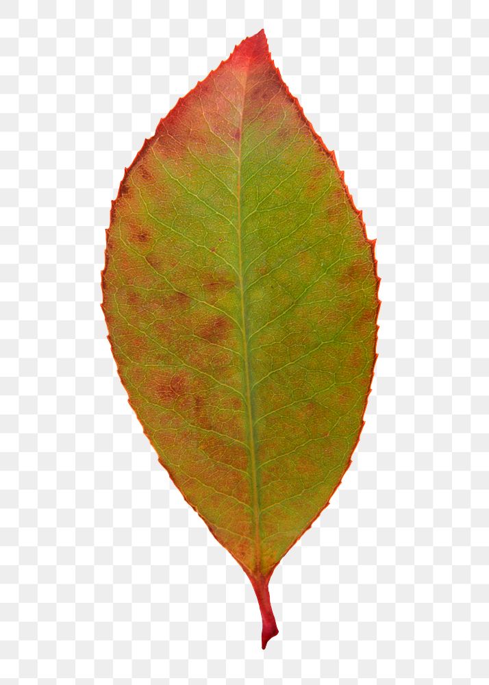 Autumn leaf png sticker, orange plant on transparent background