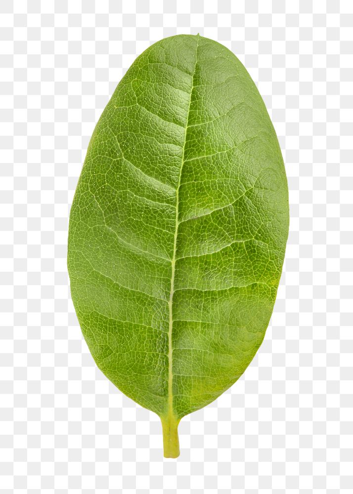Ficus leaf png sticker, plant cut out, transparent background