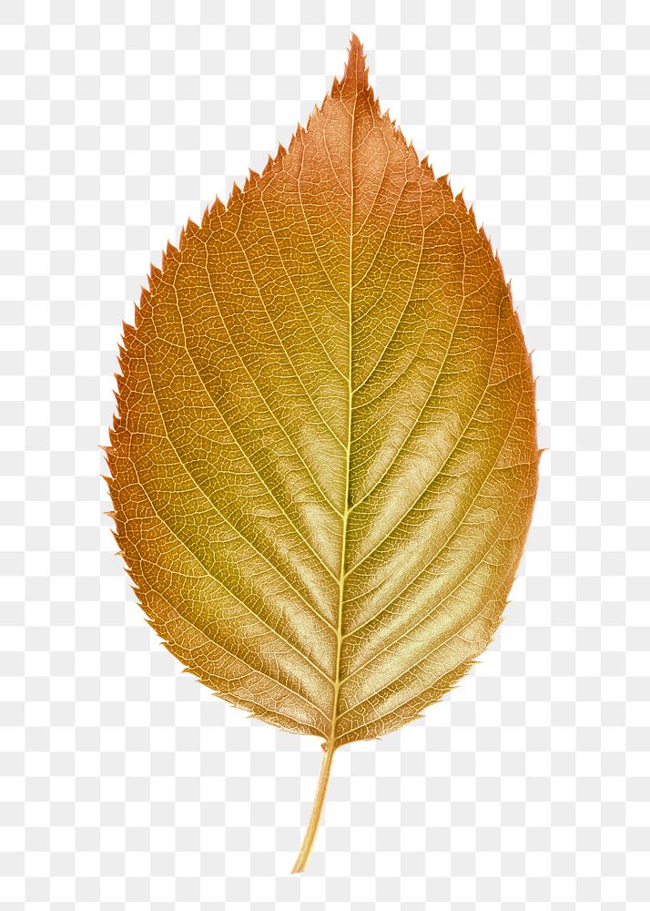 Autumn perilla png leaf sticker, aesthetic plant on transparent background