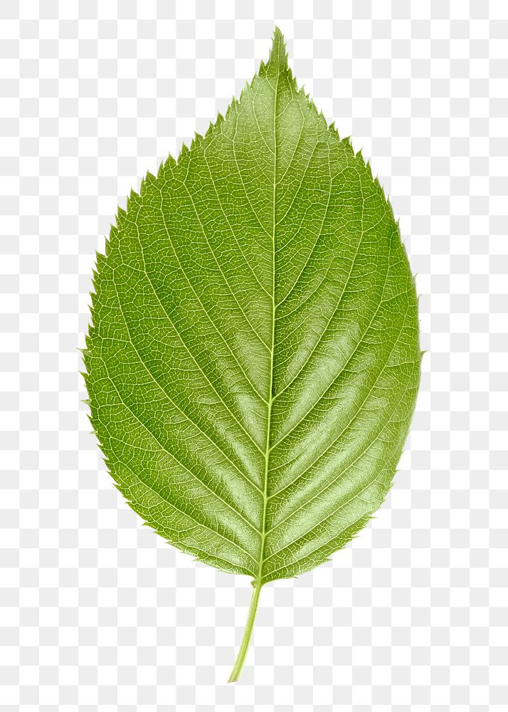 Perilla leaf png sticker, plant cut out, transparent background