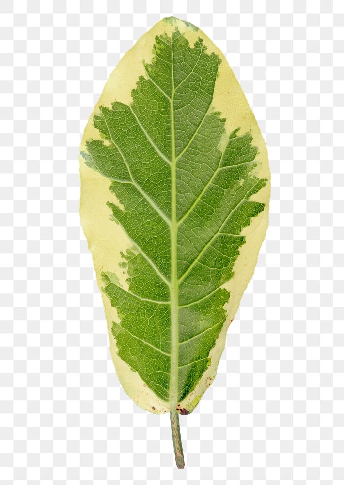 Croton leaf png sticker, plant cut out, transparent background