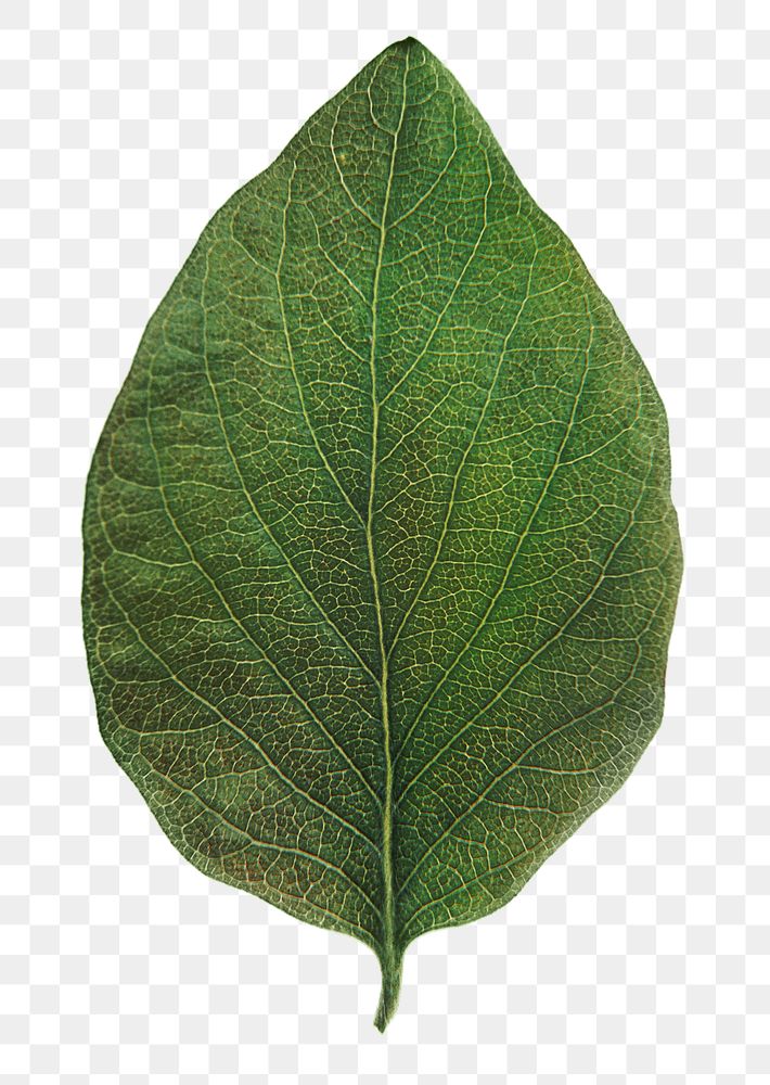 Coca leaf png sticker, plant cut out, transparent background