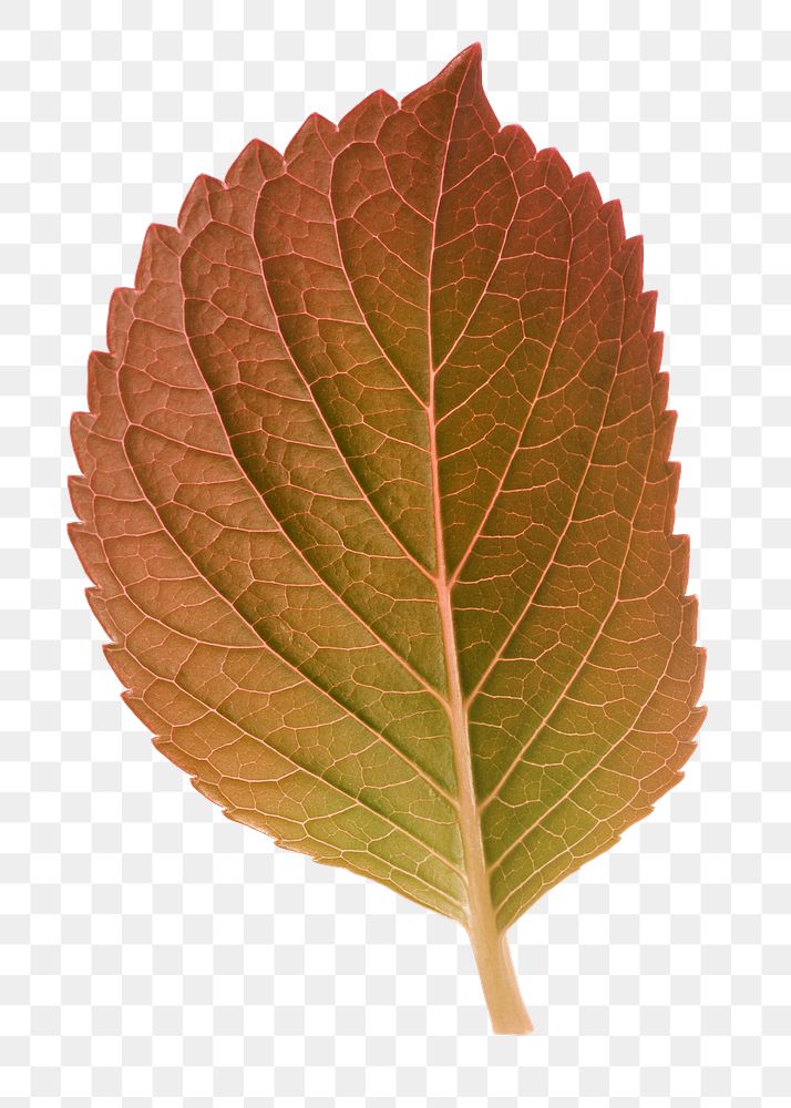 Autumn perilla png leaf sticker, aesthetic plant on transparent background