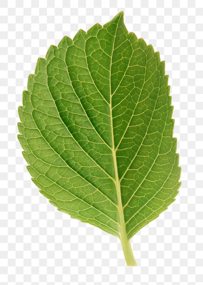 Perilla leaf png sticker, plant cut out, transparent background