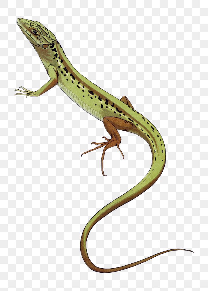 Green lizard png sticker, vintage animal, transparent background