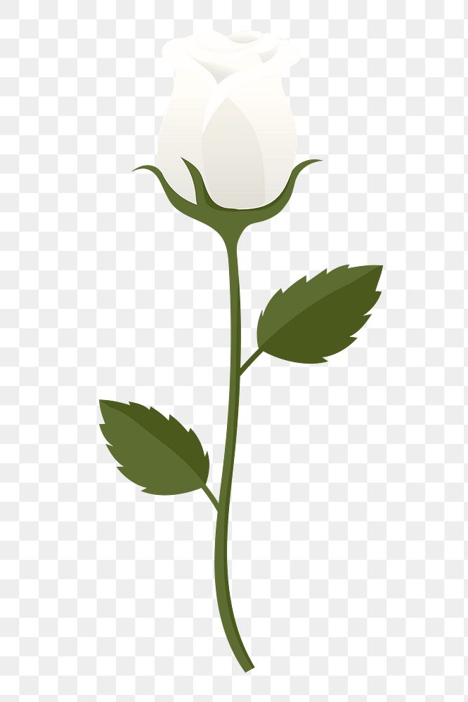 White rose png sticker, cute illustration, transparent background