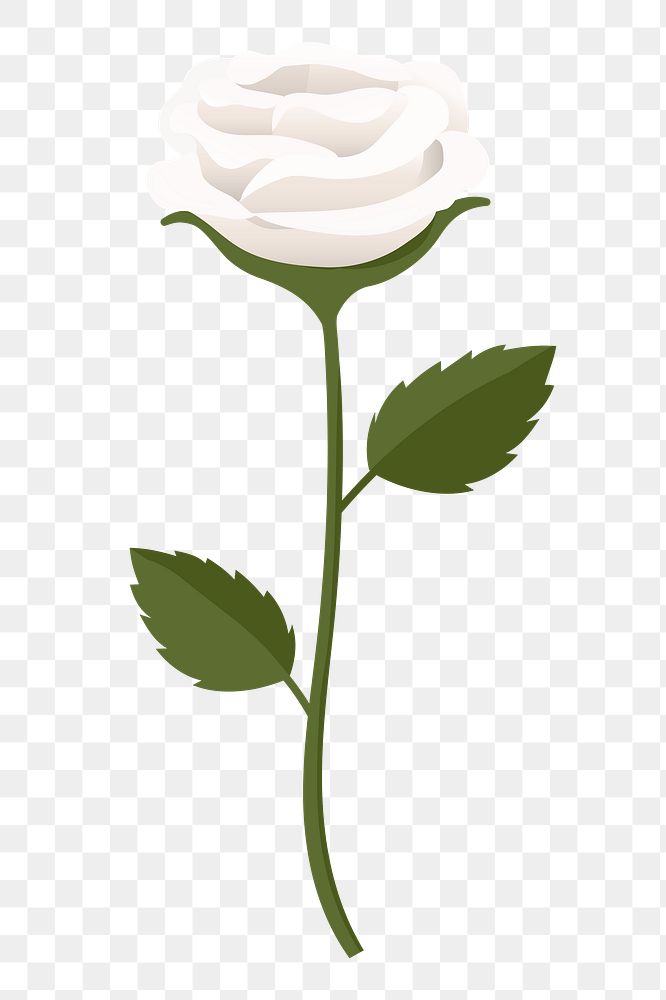 White rose png sticker, cute illustration, transparent background