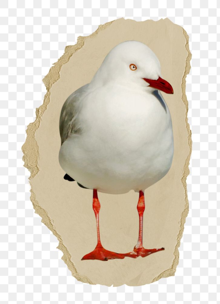 PNG Red-billed gulls, collage element, transparent background