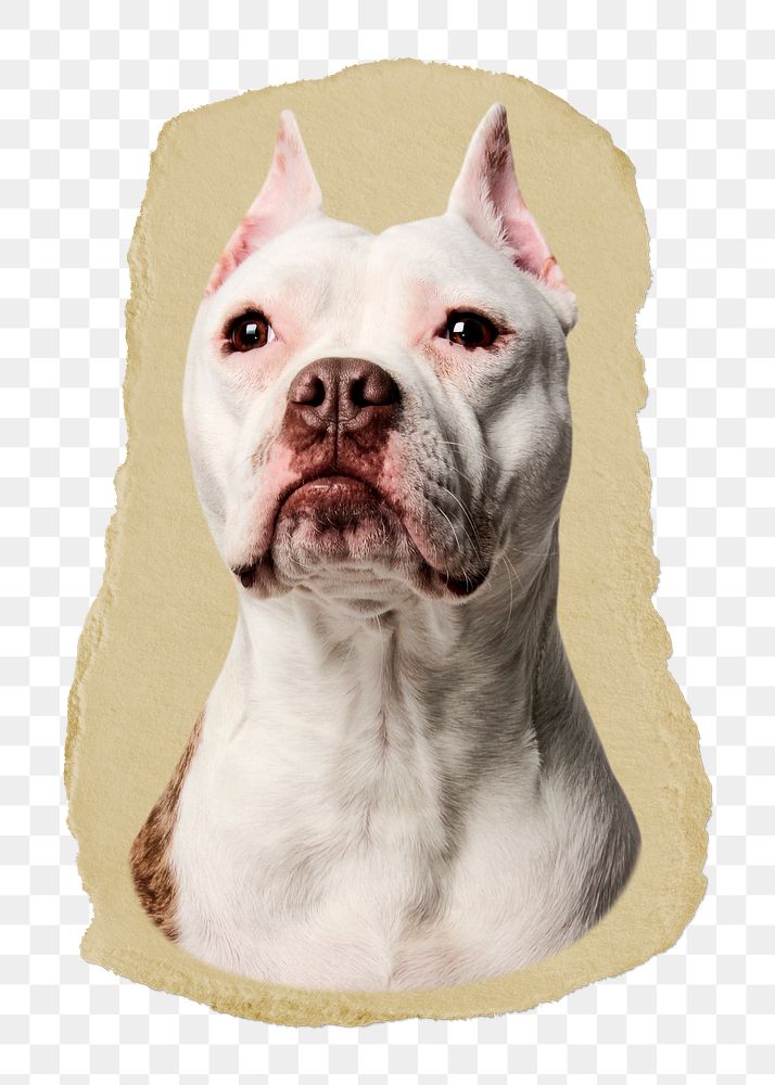 Bulldog portrait png ripped paper sticker, pet animal graphic, transparent background