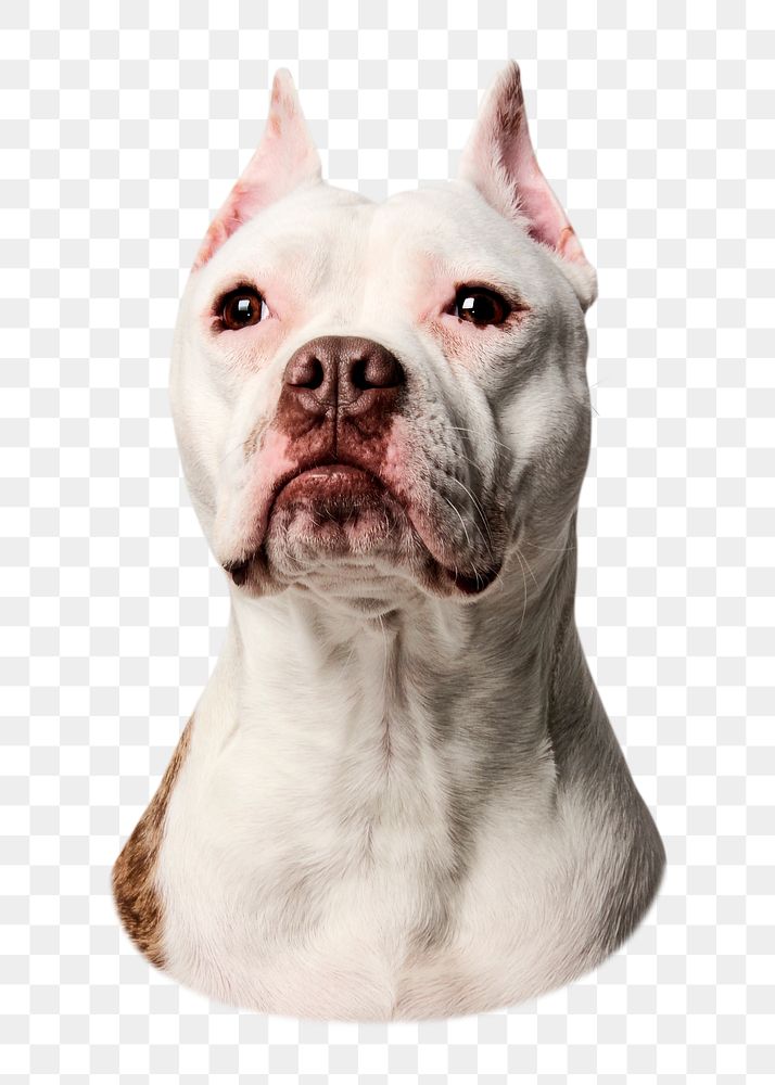 Bulldog portrait png sticker, pet animal image on transparent background