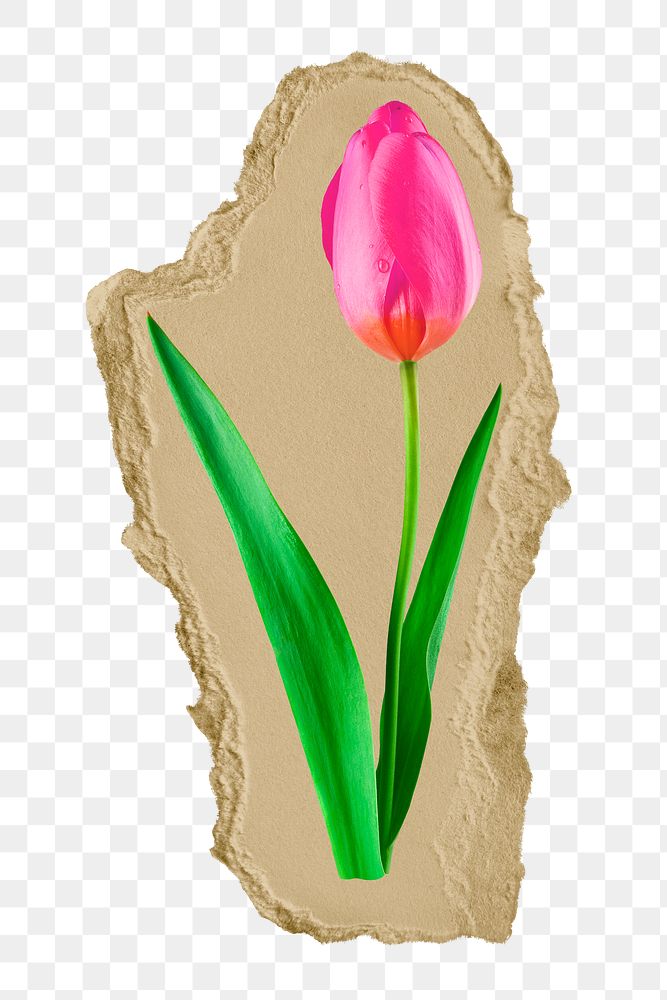 Pink tulip png flower ripped paper sticker, Spring graphic, transparent background