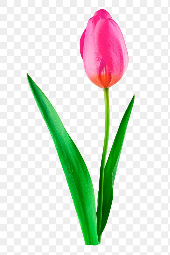 Pink tulip png flower sticker, Spring image on transparent background