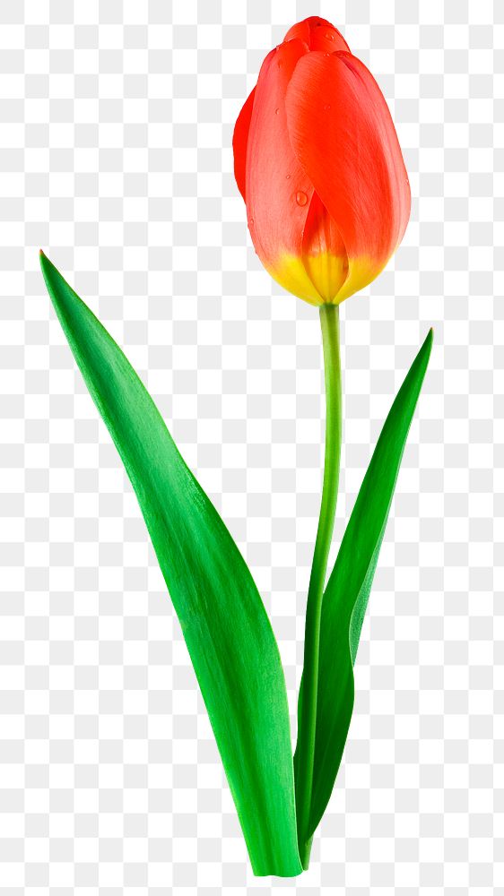 Red tulip png flower sticker, Spring image on transparent background