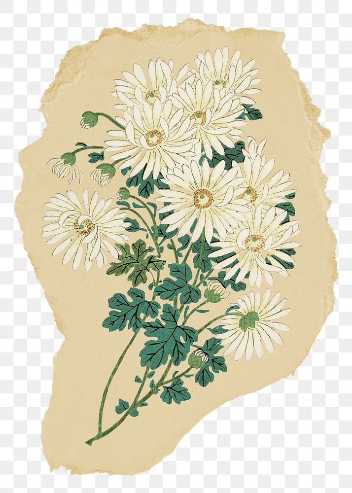 Png daisy sticker, flower vintage illustration on ripped paper, transparent background