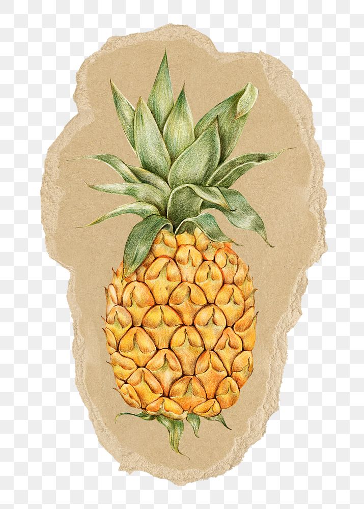 Pineapple fruit png sticker, ripped paper, transparent background