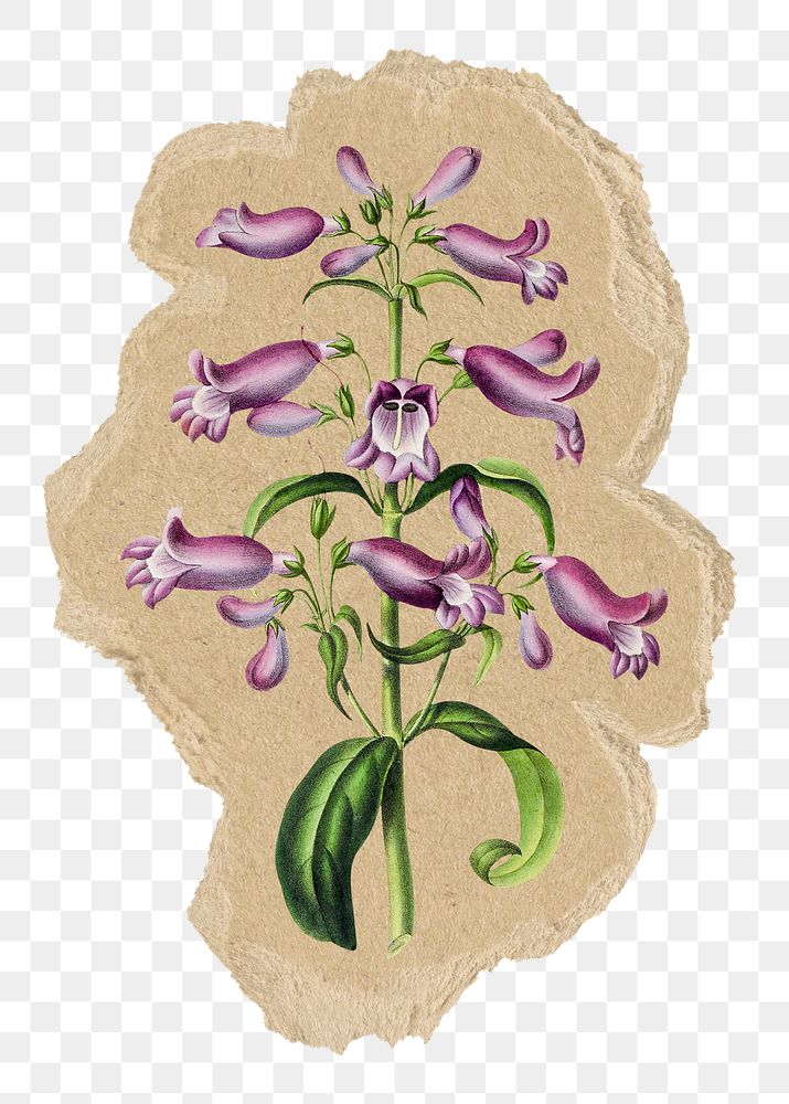 Barrett's penstemon flower png sticker, ripped paper, transparent background