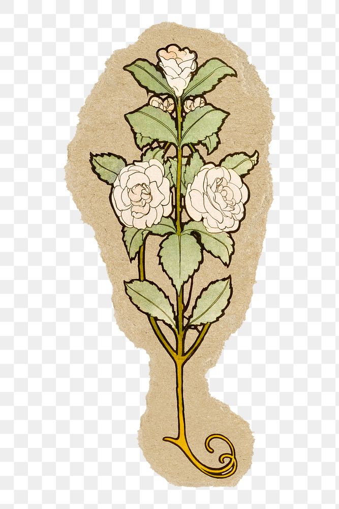 White roses png sticker, ripped paper, transparent background
