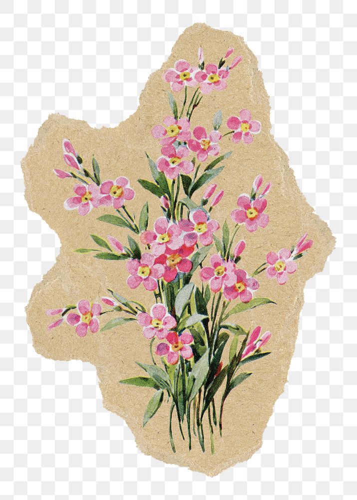Saponaria flower png sticker, ripped paper, transparent background
