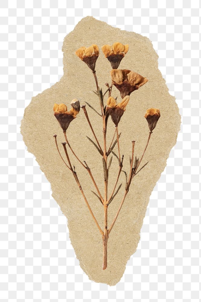 Dried Autumn flower png sticker, ripped paper, transparent background