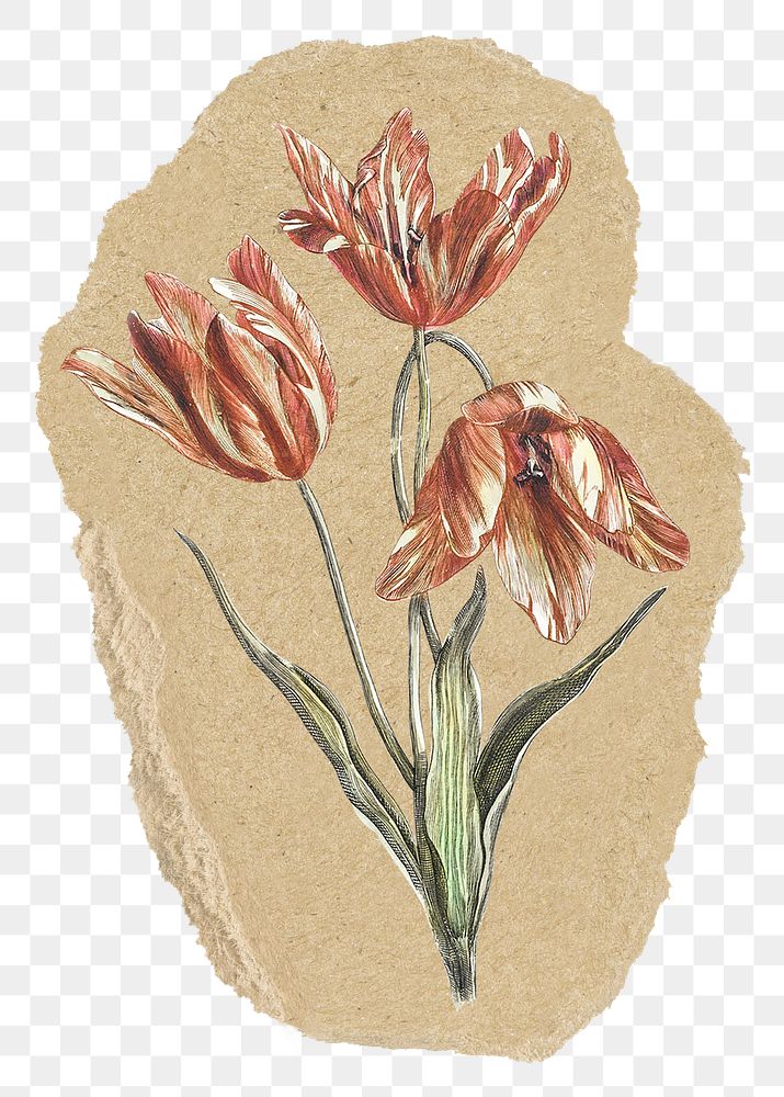 Tulip flower png sticker, ripped paper, transparent background