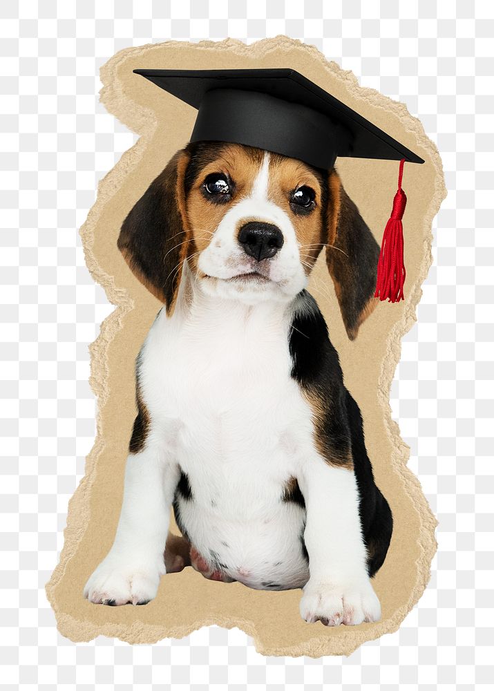 Dog png wearing graduation cap sticker, ripped paper, transparent background