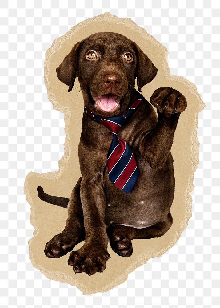 Dog wearing ties png sticker, ripped paper, transparent background