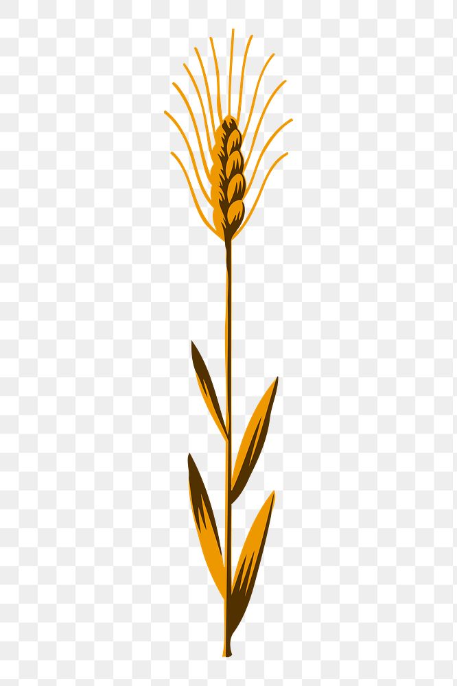 Wheat png sticker, vintage plant illustration, transparent background. Free public domain CC0 image.