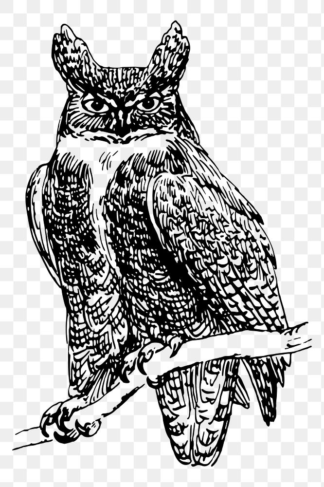 Owl png sticker, vintage animal illustration, transparent background. Free public domain CC0 image.