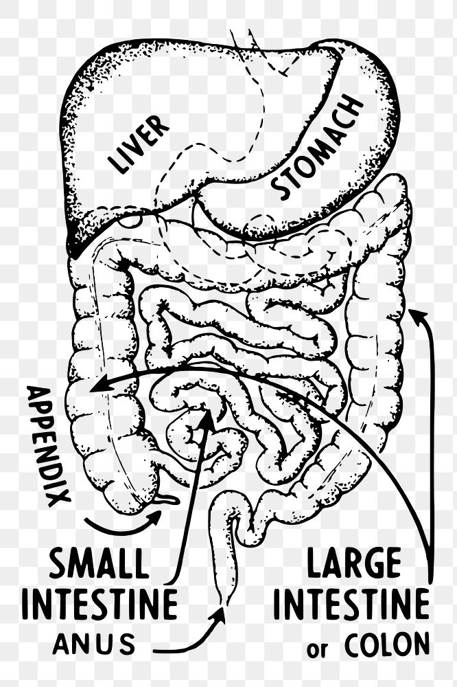 Intestines anatomy png sticker, vintage medical illustration, transparent background. Free public domain CC0 image.