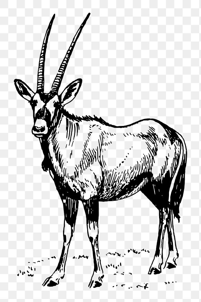 Oryx png sticker, vintage animal illustration, transparent background. Free public domain CC0 image.