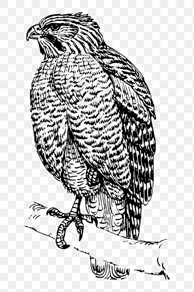 Hawk bird png sticker, vintage animal illustration, transparent background. Free public domain CC0 image.