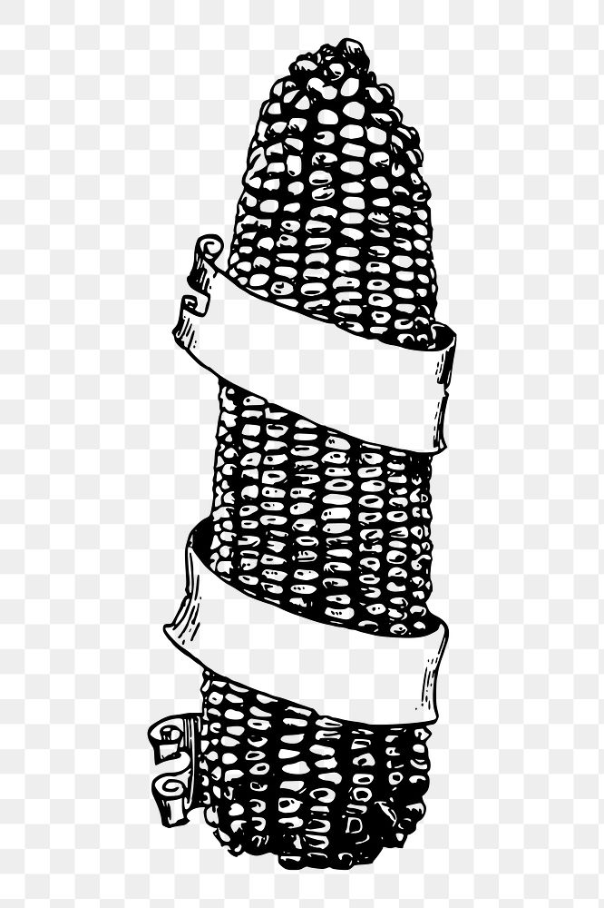 Corn png sticker, vintage vegetable illustration, transparent background. Free public domain CC0 image.